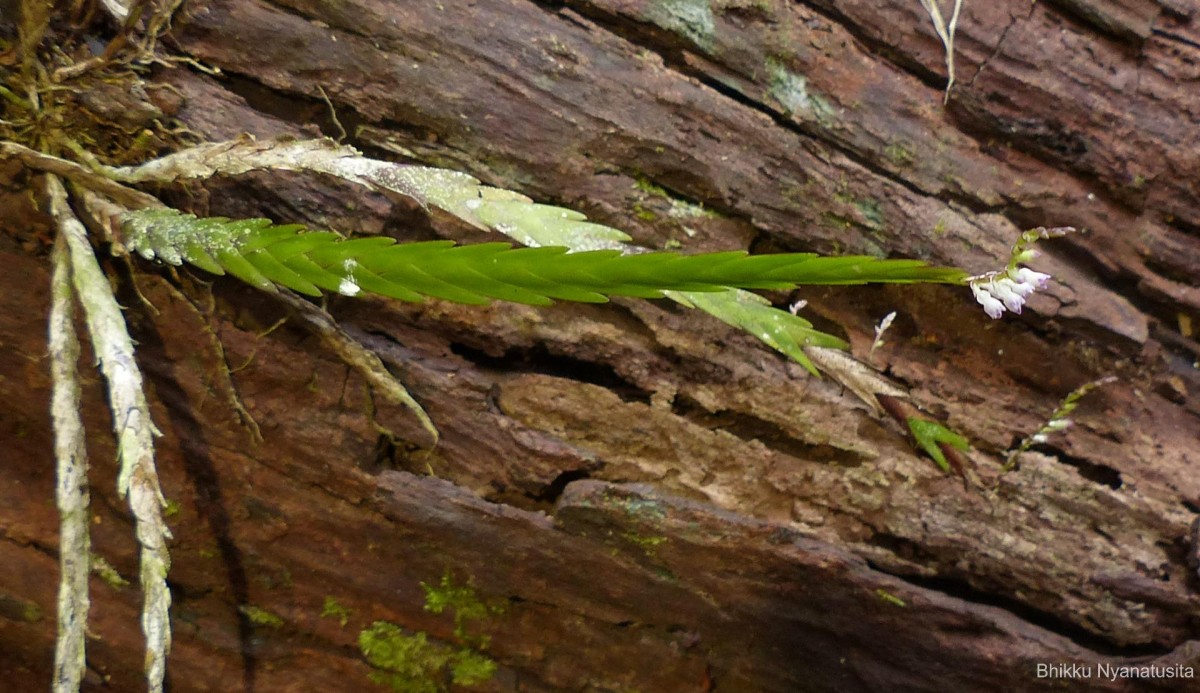 Podochilus malabaricus Wight